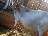 बकरा, Kamori goats — फ़ोटो 5