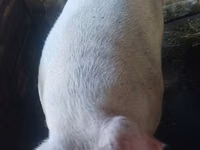 Boar — photo 2