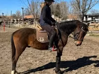 Horse (M), Hungarian horse breed — photo 4