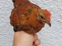 Chickens — फ़ोटो 2