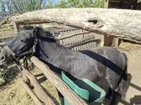 Caballo, Caballos — foto 3