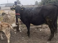 Cow, Cattle — photo 3