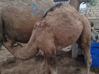 Camel, Kazakh Bactrian camel — photo 2