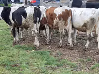 Cow, Russian Black pied cattle — photo 5