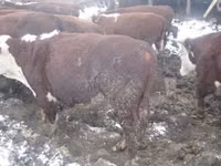 母牛, Holstein breed — 照片 1