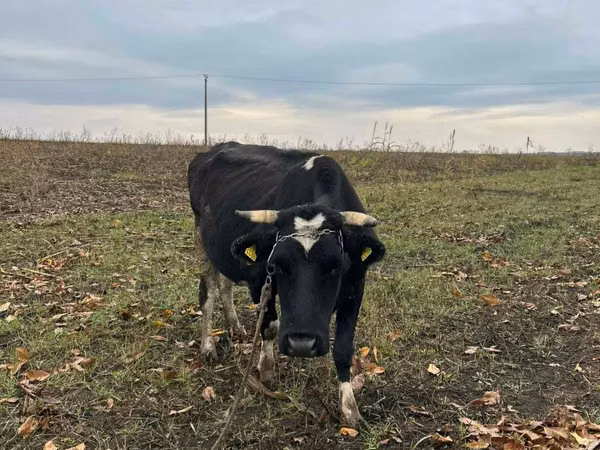 بقرة, Russian Black pied cattle