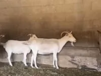 Goat, Pomellata goat — photo 1