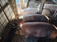 Cerdos (lote, sexo no especificado), Cerdos — foto 1