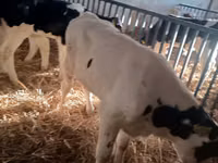 Toro, Russian Black pied cattle — foto 2
