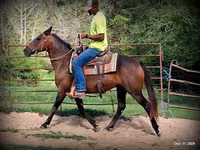 فرس, Quarter Horse — الصورة 7