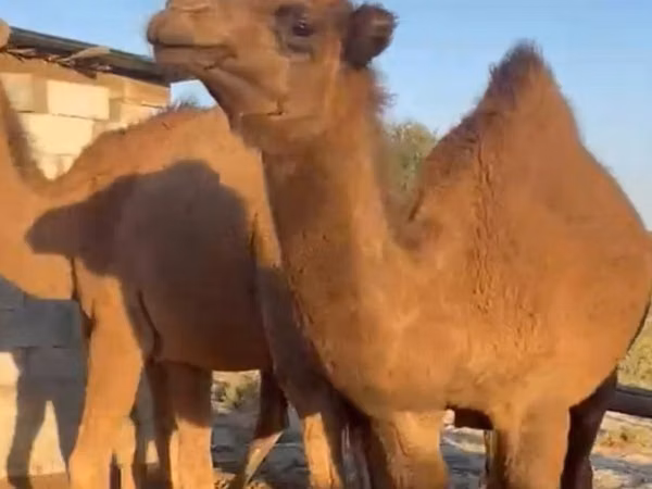 Kamel, Arvana camel