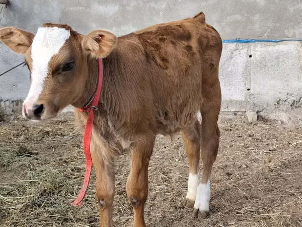 Bull, Simmental cattle