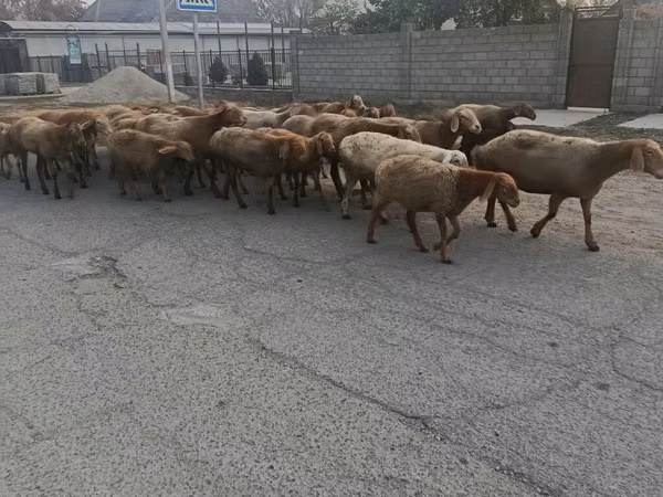 Sheep, Sheep