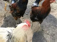 Shamo chickens — photo 2