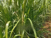 Juncao Chinese Magic Grass — Foto 2