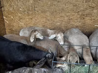 Schaf, Arashan sheep — Foto 3