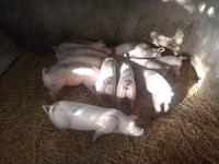 母猪, Pigs — 照片 1