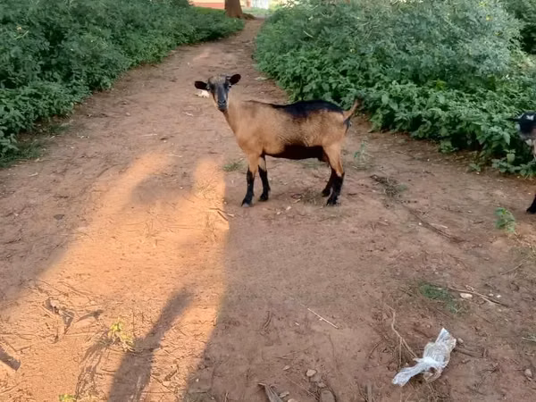 Cabras (lote, sexo no especificado), Cabras