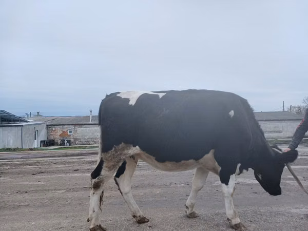 بقرة, Russian Black pied cattle