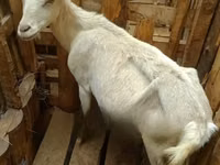 Goat, Goats — photo 4