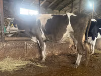 गाय, Russian Black pied cattle — फ़ोटो 4