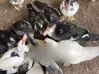 pato criollo doméstico — foto 1