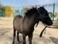 Horses (batch, sex not specified), Australian Pony — photo 7
