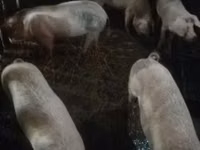 Pigs (batch, sex not specified) — photo 2