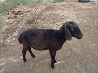 Sheep (batch, sex not specified), Sheep — photo 2