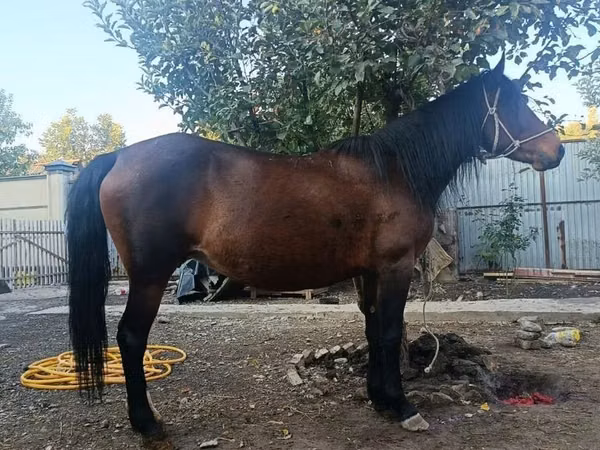 Mare, Horses
