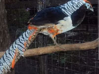 Chickens — photo 1