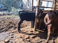 Kuh, Red Estonian cattle — Foto 6