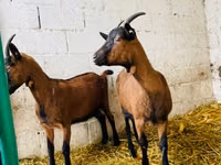 Goat, Italian Alpine goat — photo 2