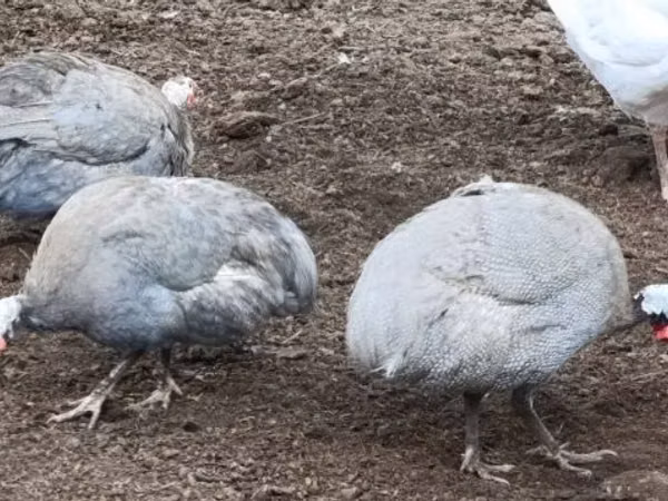 Голубая (лавандовая)