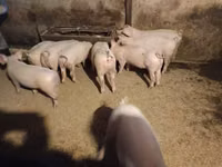 Boar — photo 1