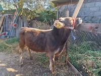 सांड, Swiss cattle — फ़ोटो 1