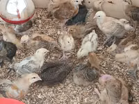 Chickens — Foto 2