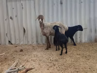 भेड़, Arashan sheep — फ़ोटो 1