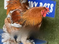 Brahma — Foto 2