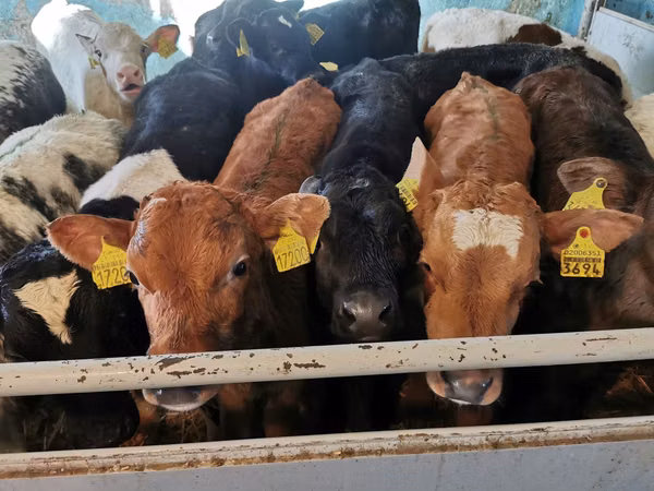 公牛, Cattle