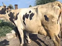 Cow, Swiss cattle — photo 5