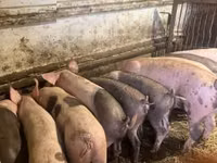 Cerdos (lote, sexo no especificado), Cerdos — foto 8