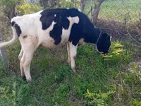 Cow, Russian Black pied cattle — photo 2