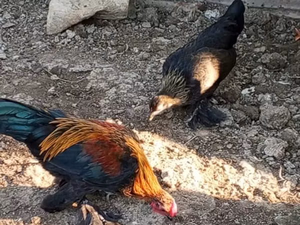 Chickens