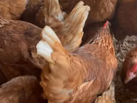 Chickens — 照片 3