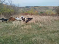 公山羊, Goats — 照片 4