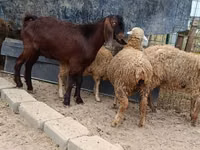 Billy Goat, Damask goat — photo 4
