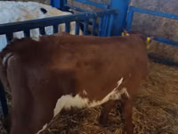 Toro, Simmental cattle — foto 3