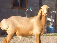 Widder, Arashan sheep — Foto 2