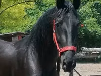 Stute, Friesian — Foto 2